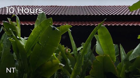 Gentle Tropical Rainfall: Calming Rain Sounds for Sleep, Stress Relief & Relaxation - White Noise