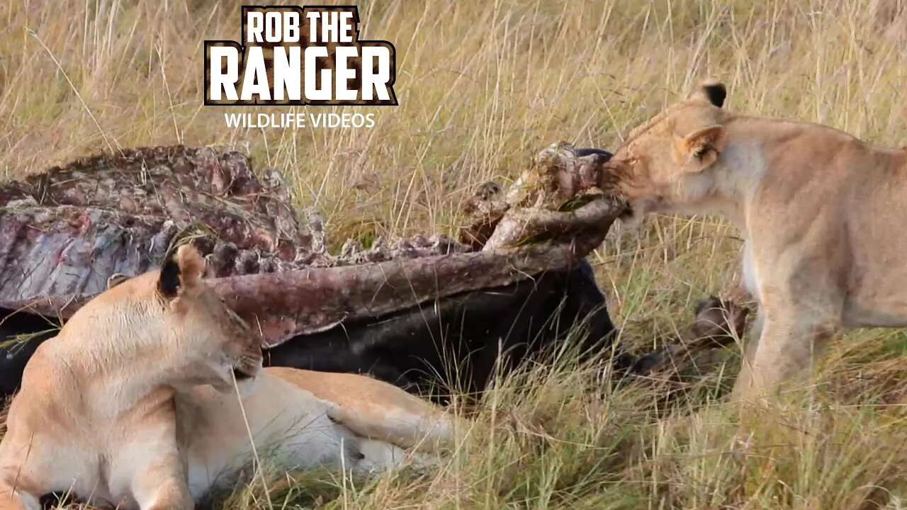 Lion Pride Leave A Buffalo Meal | Lalashe Maasai Mara Safari