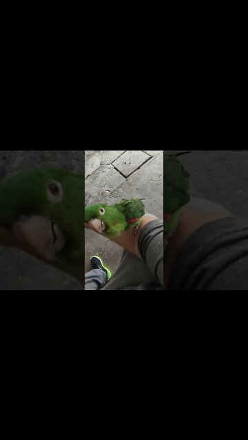 #SHORTS #MARITACA #PAPAGAIO #ARARA #2