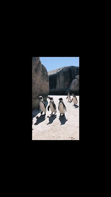 Isn't it beautiful to see how they walk .....❤❤❤