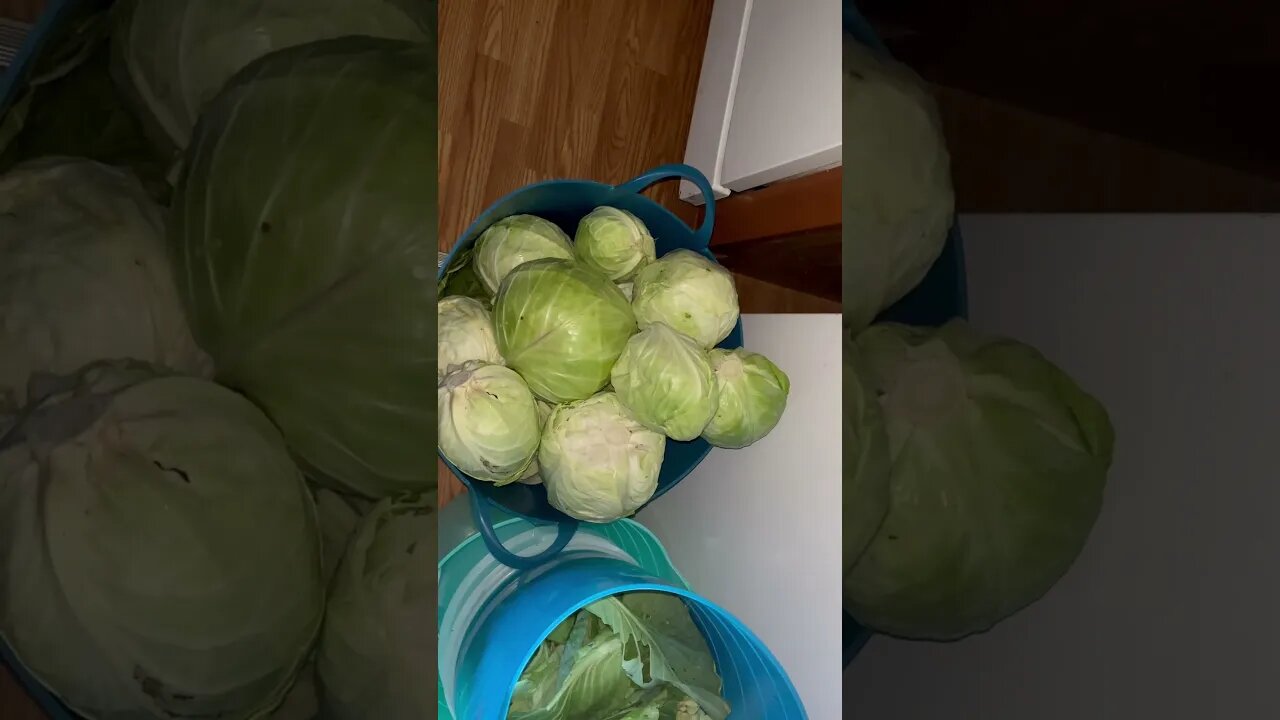 Cabbages cleaned up sauerkraut next