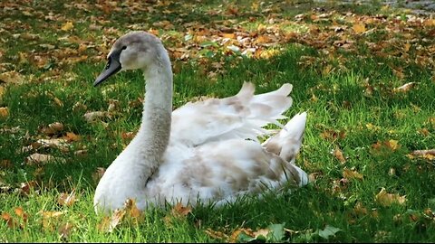 "The Majestic Swan: Symbol of Beauty and Serenity"