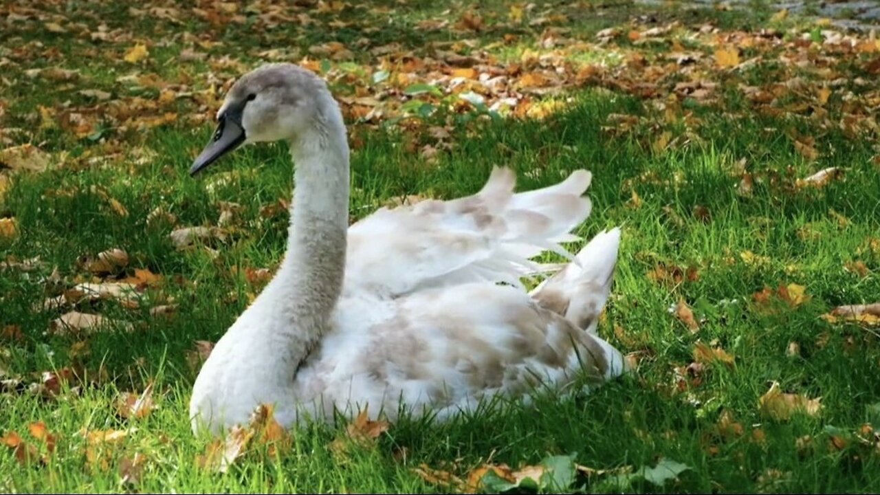 "The Majestic Swan: Symbol of Beauty and Serenity"