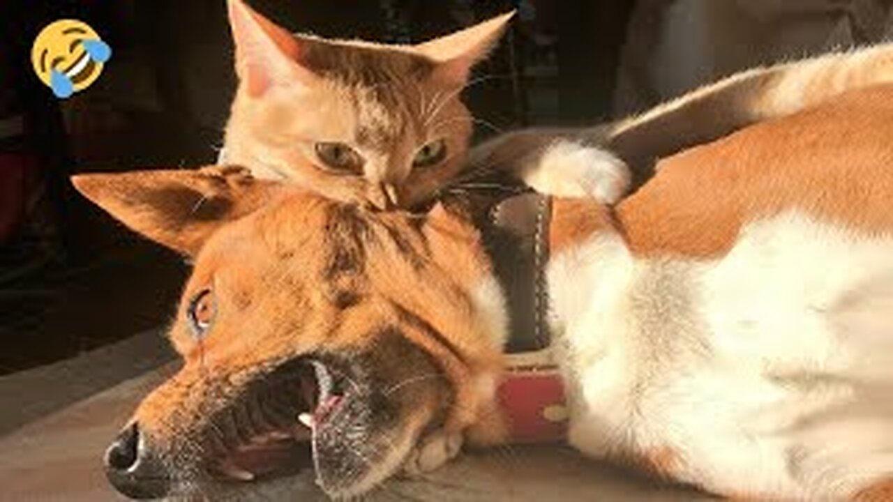Fun with CATS AND DOGS πΊπΆ β Who is funnier?