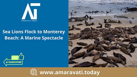 Sea Lions Flock to Monterey Beach A Marine Spectacle | USA | Amaravati Today