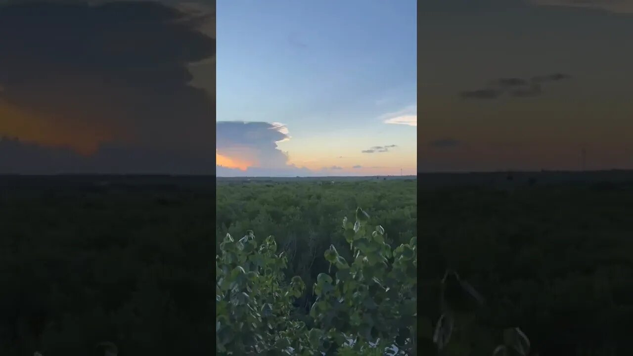 Bird sings and sunset view on the bush forest around Cancun from a hotel balcony. #shorts