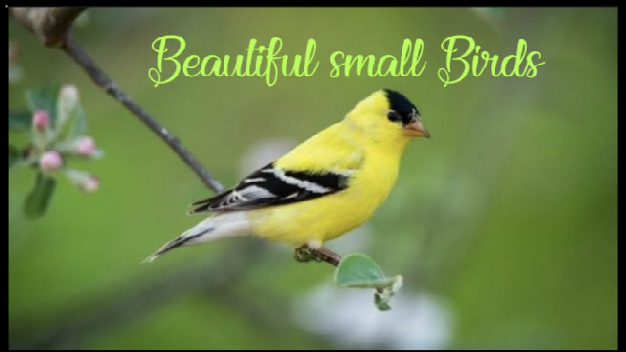 Soothing Sounds of small Birds Chirping