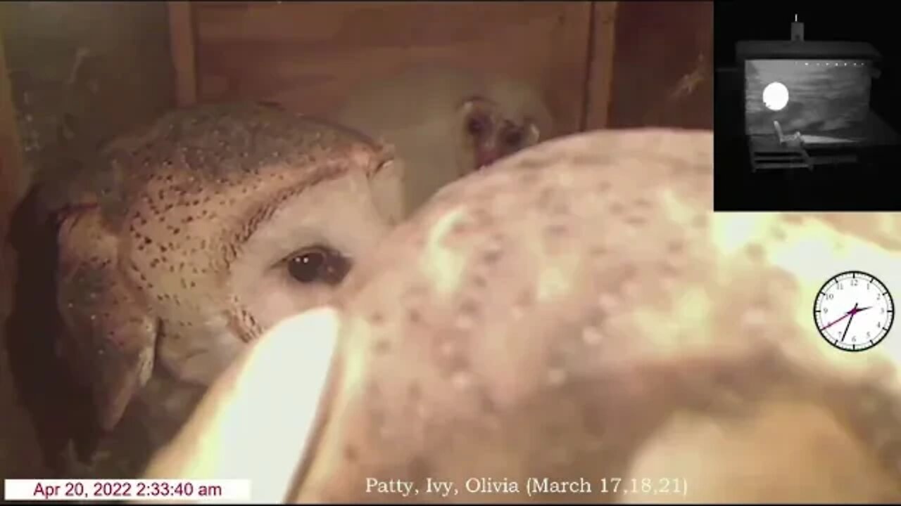 Syd follows Mo inside. Sparks fly. Syd got a small slash on forehead. 4-20-22