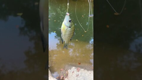 5th fish of the day! Bluegill! #fishing #outdoors #nature