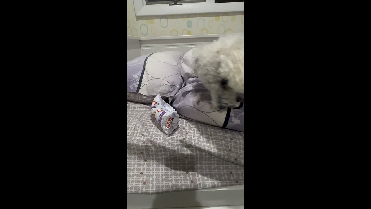 Dog Vs. Ice Cream