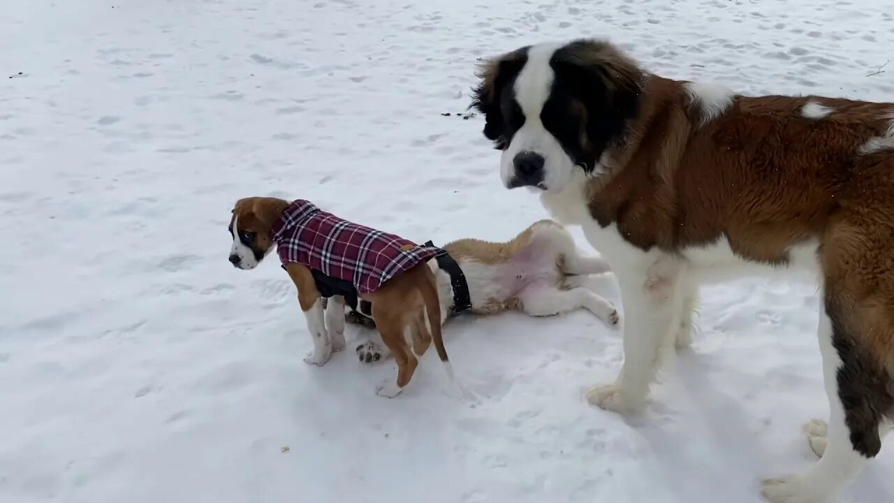 Winter puppy playtime- St. Bernard and Great Dane