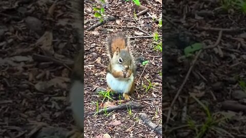 Canadian squirrel having a bite to eat