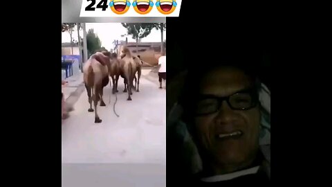 Funny videos