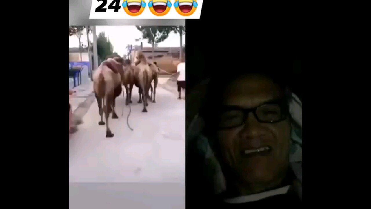 Funny videos