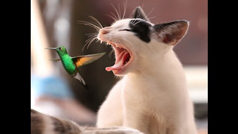 the cat can eat the bird !!