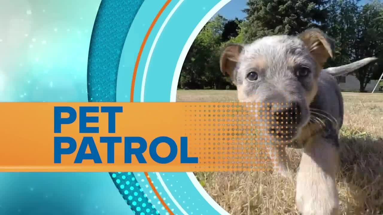 Pet Patrol