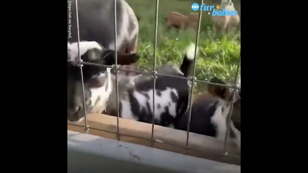 Goats enjoy watching puppy play on farm