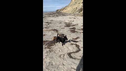 Gizmo TopG Carlsbad beach