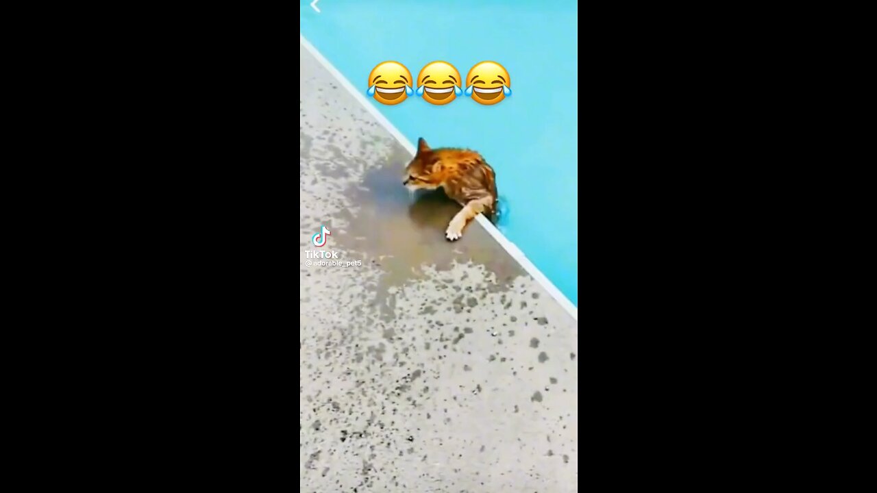 Funny Animals 😂😂😂 #Funny #FunnyAnimals