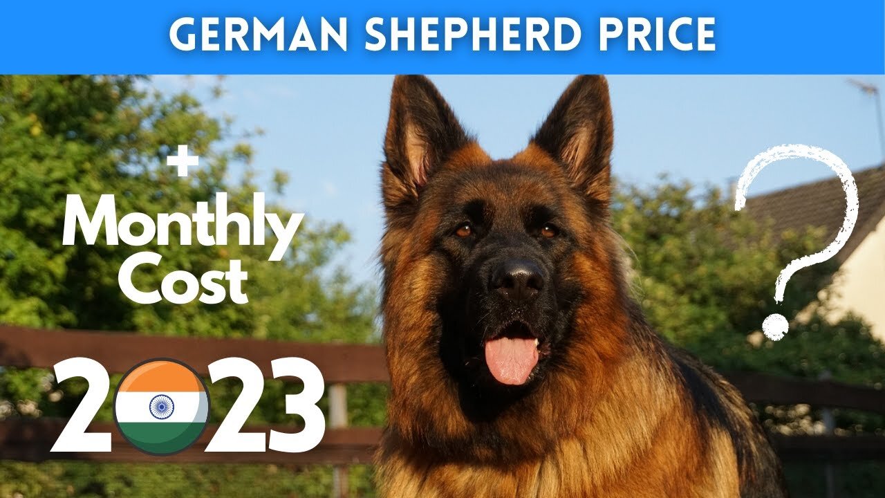 German Shepherd Dog Price in India 2023 (Monthly Expenses Included)