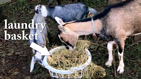 Goats Like Laundry Baskets || My Goats Eat Everything #3