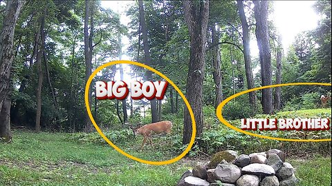 The Big Boy brought his little brother for lunch