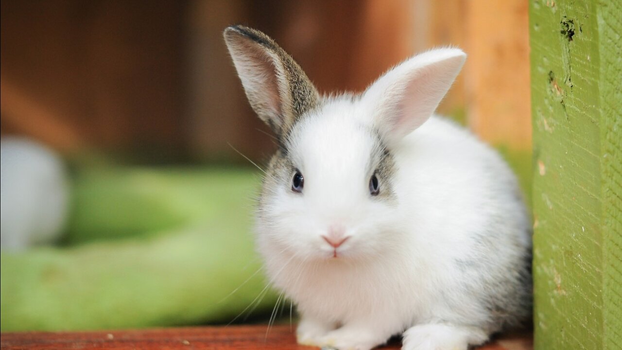 Rabbits: Habits, Diet & Other Facts