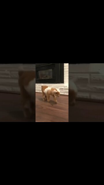 voce já viu um filhote de cabra?😆😆😆