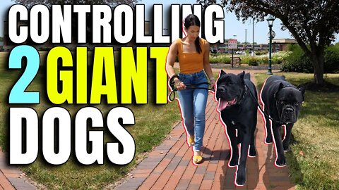 How We Leash Control 2 GIANT Cane Corsos #viral #pets