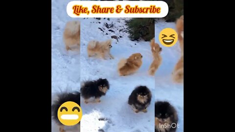 Cute Dogs Playing