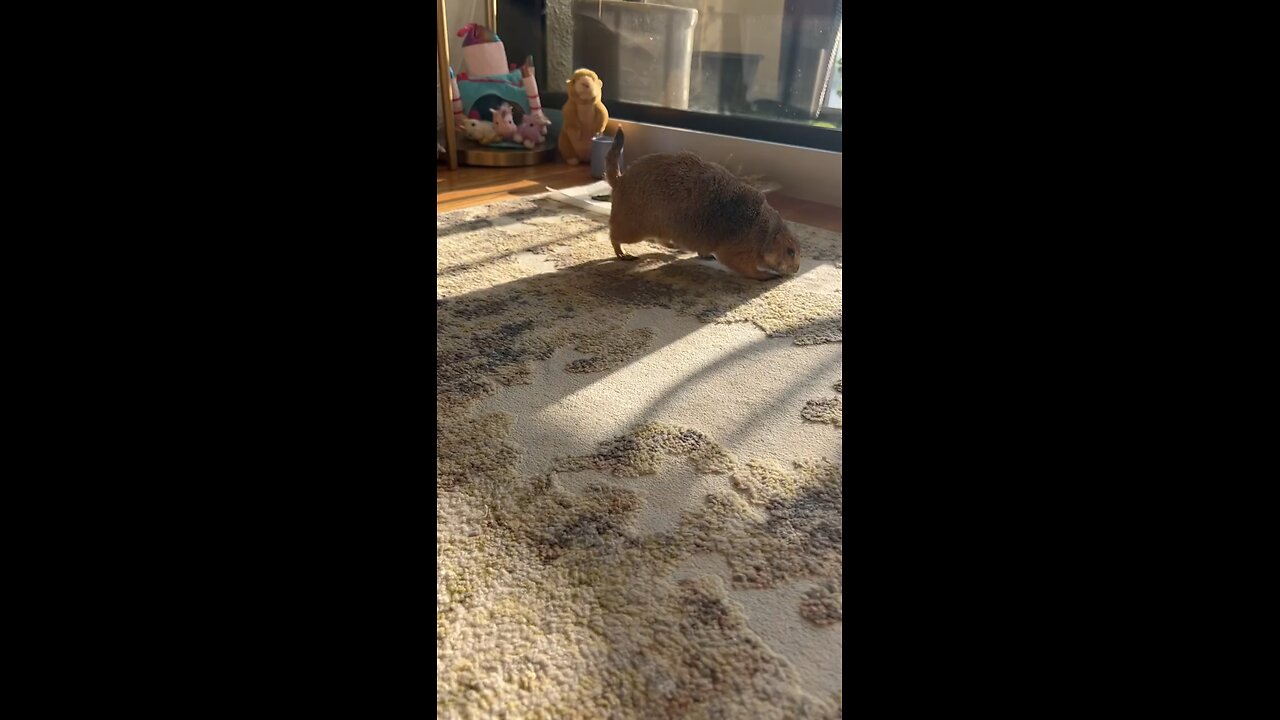 Prairie dog daily Yoga.mp4