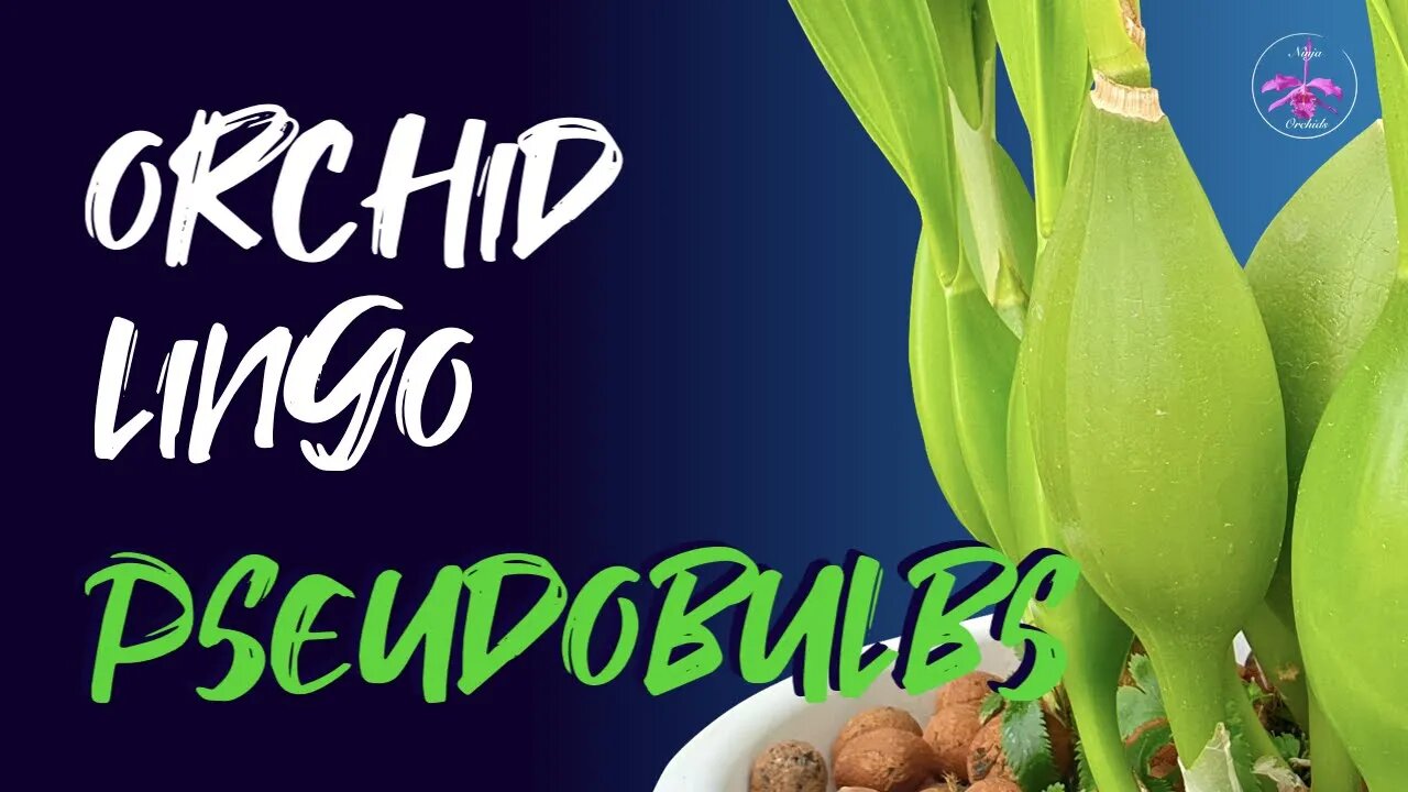 ALL about PSEUDOBULBS? 😅 CARE | PROPAGATION | DIVIDING | How to grow healthy pseudobulbs 👍🏼💪🏼