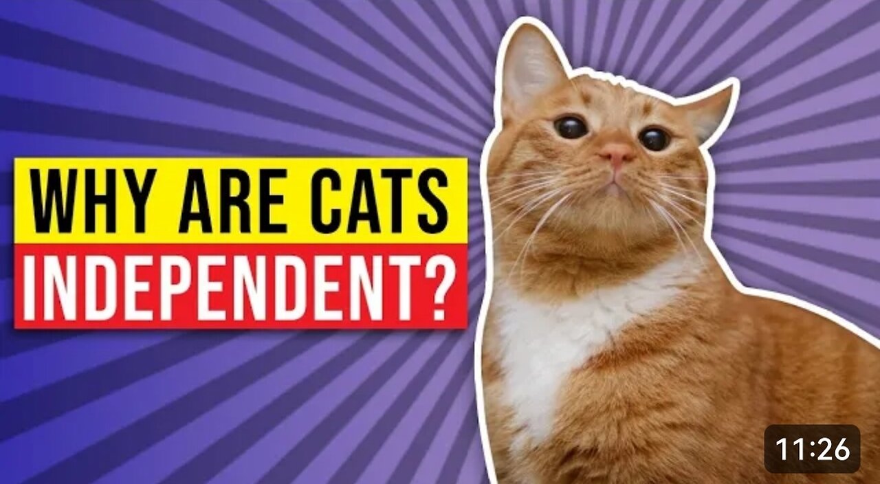 Why Are Cats Independent, Intelligent Cat clip