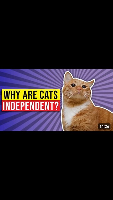 Why Are Cats Independent, Intelligent Cat clip