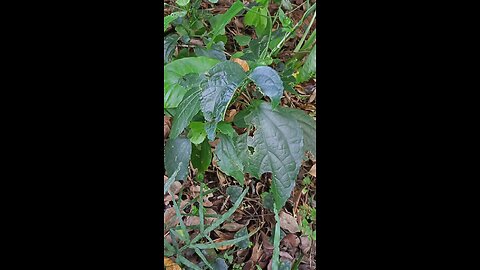 Insects running on leaves