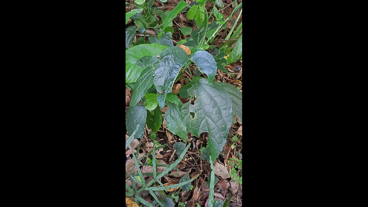 Insects running on leaves