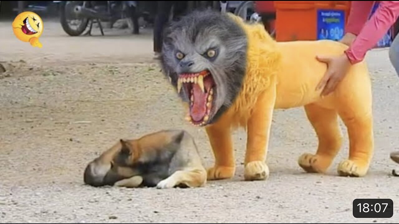 Troll Prank Dog Funny & fake Lion and Fake Tiger Prank To dog & Huge Box Prank to dog