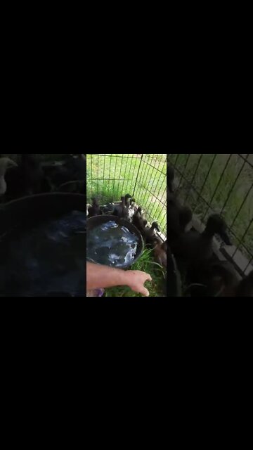 Ducklings Find a Pond