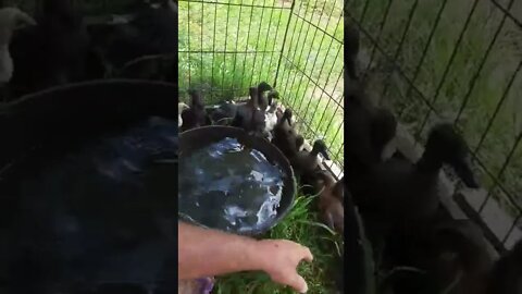 Ducklings Find a Pond