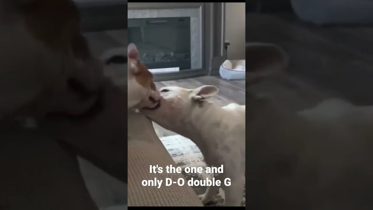 It's the one and only D-O double G #shorts