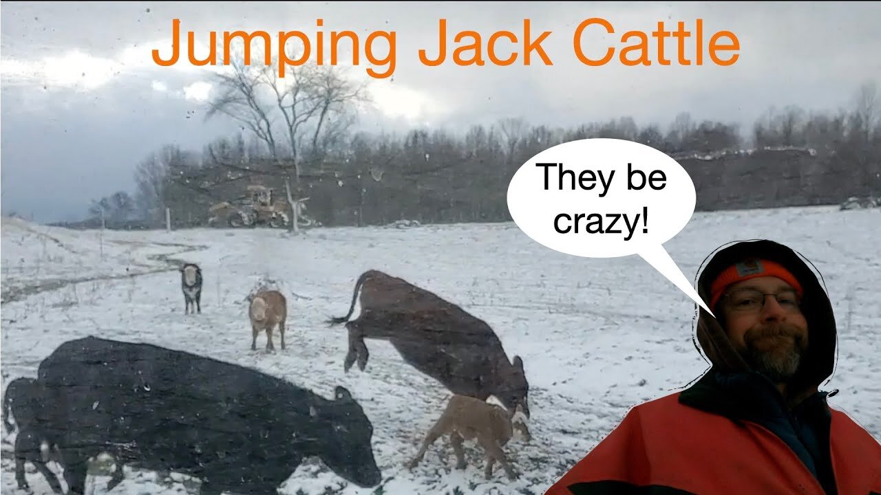 Jumping Jack Cattle