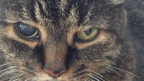 Evalion - A Tribute To My Fallen Comrade