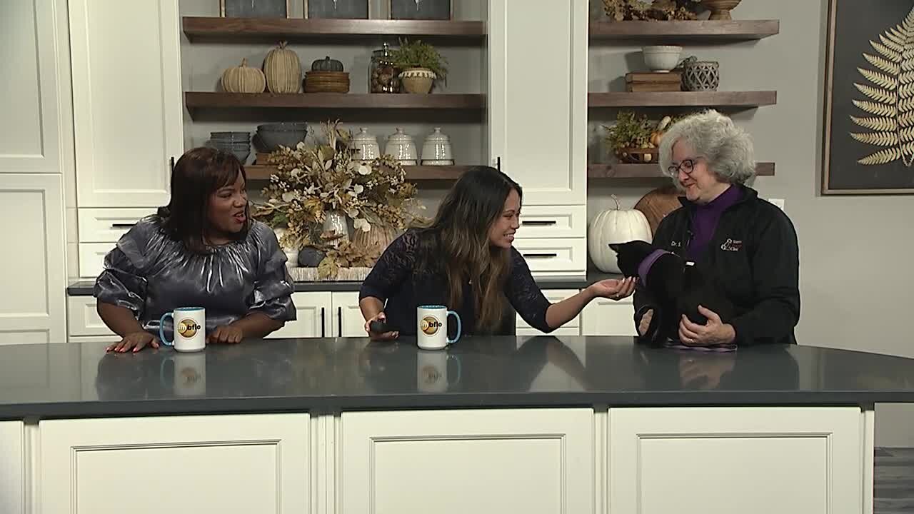 Pet Talk Tuesday - Is it fact or ficton when it comes to pet food