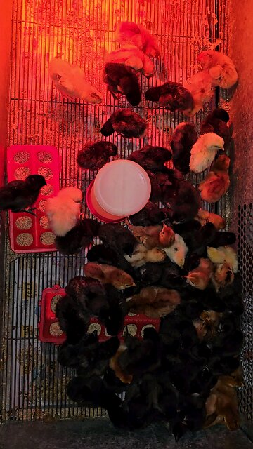 Babies all done hatching