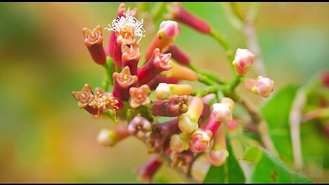 Cloves (Syzygium aromaticum)