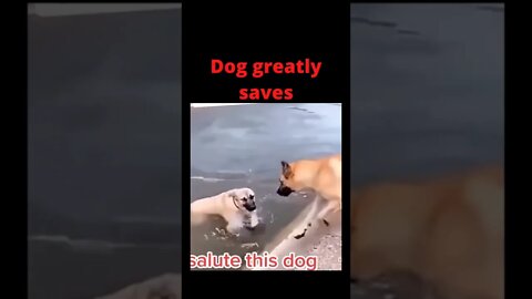 Dog saves Dog