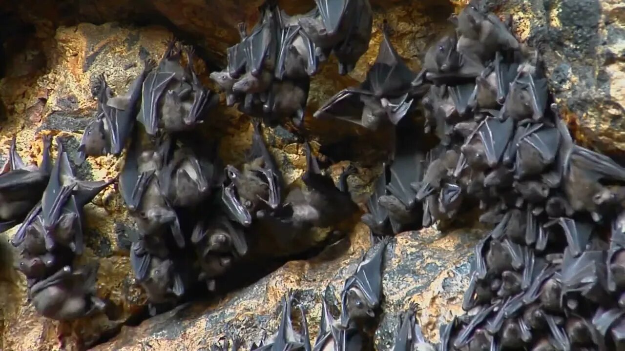 Groups of bats hang on a wall at the Pura Goa Lawah Temple, or the Bat Cave Temple in Indonesia