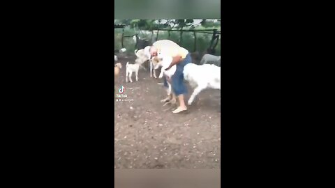 Funny shorts Video in 2024 😂