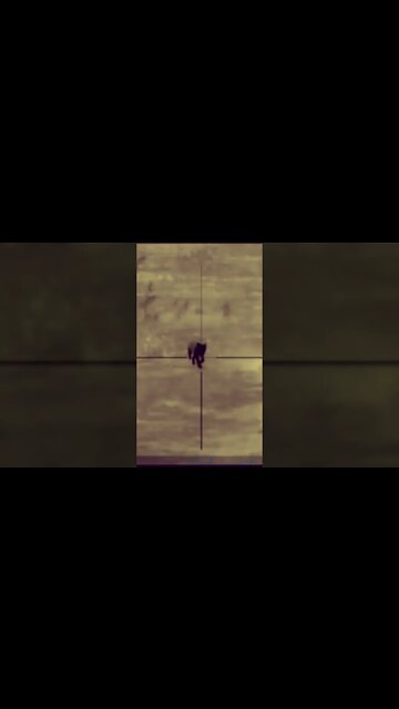 Predators down!! #georgia #coyotes #predator #hunting #shorts