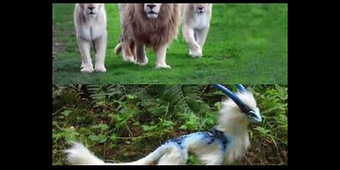 Unusual animals and most amazing animals